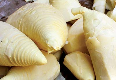 Bồi bổ sức khoẻ với măng tươi mới nhú