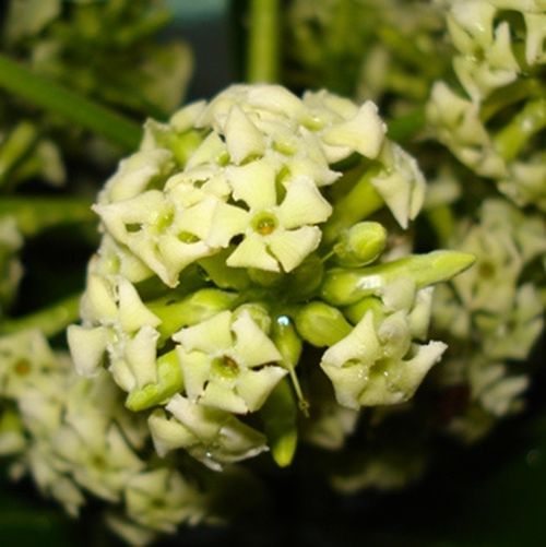 "Mùi "Hà Nội "Mùi "Hà Nội