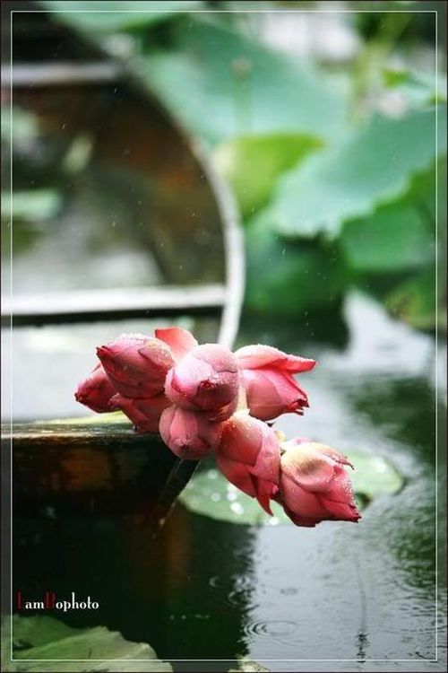 "Mùi "Hà Nội "Mùi "Hà Nội
