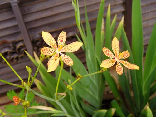 Rẻ quạt chữa viêm họng