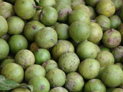 Thương vị Sấu Thương vị Sấu