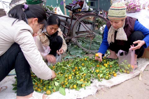 Người dân đổ xô mua quất để bày mâm ngũ quả. Tại chợ quê, quất không đẹp, song bù lại, giá rẻ hơn so với phố, phổ biến 3.000- 5.000 đồng một chục quả