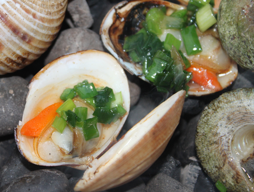 Sò mồng.