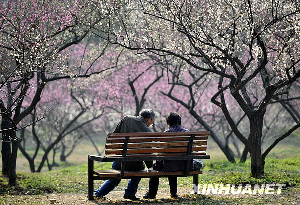 Vũ Hán rực rỡ trong mùa hoa anh đào