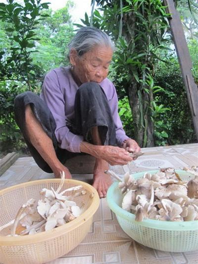 Cạo sạch đất ở gốc nấm mối