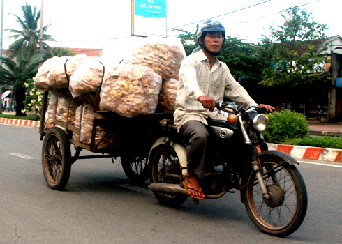 Làm mứt gừng