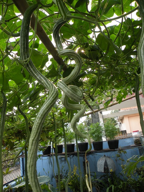 Cây mướp rắn