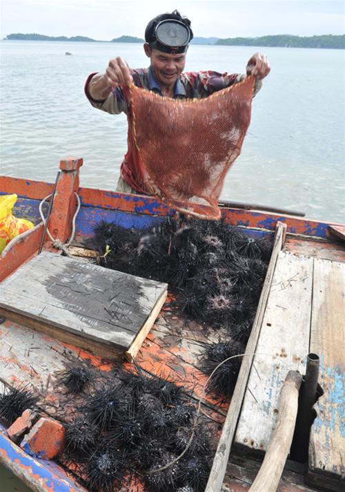 Một buổi thu hoạch nhum