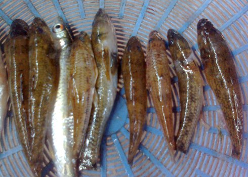 Cá bống suối