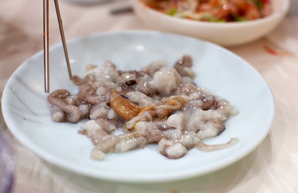 Bạch tuộc sống