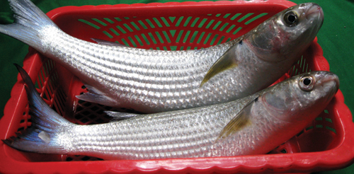 Ngọt thơm cá đối