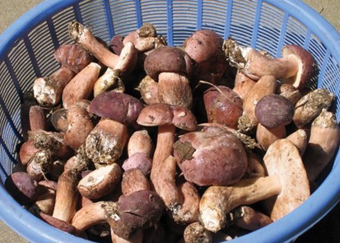 Nấm tràm