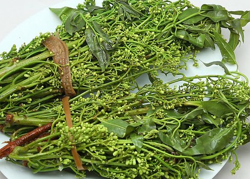 Cây sầu đâu