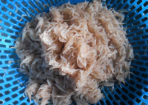 Ruốc là nguyên liệu quen thuộc để chế biến thành nhiều món ăn ngon. Ảnh: T.L.