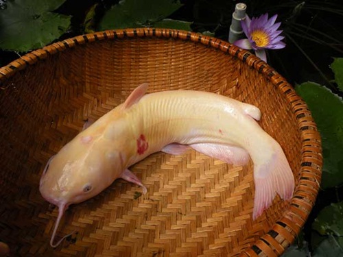 Bóng hồng trên bàn ăn