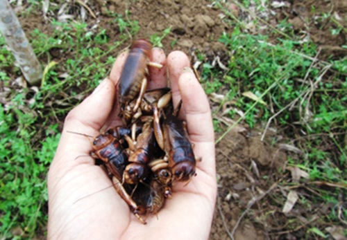 Bắt dế 