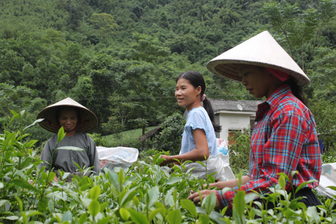 Trà “siêu đắt” chỉ được chế biến từ búp non. 