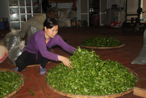 Chè ngon không những phải thơm mà còn phải sạch. 