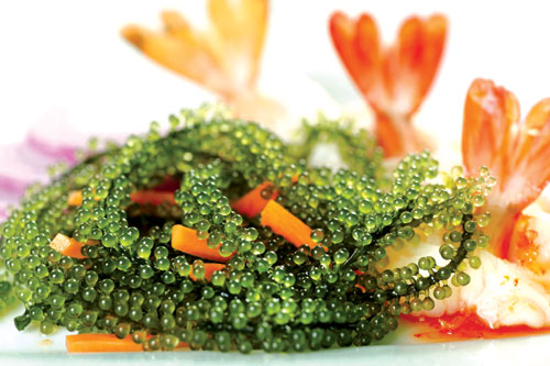 Tảo biển