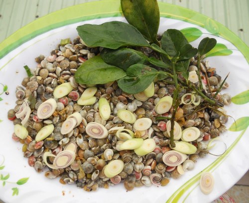 Ốc gạo miền Trung