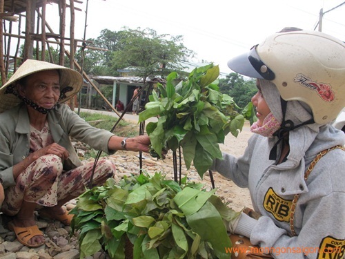 Rau ranh được hái trên rừng về bày bán ven đường.