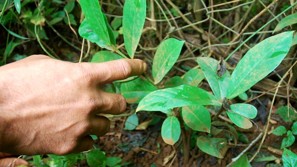 Cây 'ơka ngăm' - loài cây trước đây được dùng để lên men rượu cần - được trồng trong vườn nhà anh Y Nô - Ảnh: T.B.D.