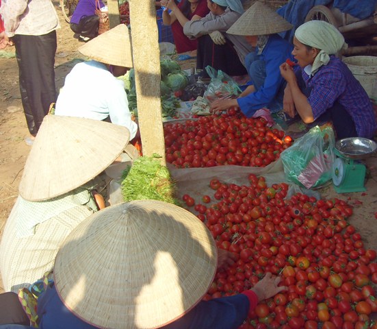 Cà chua sạch được chị bán hàng vừa bán vừa ăn để tiếp thị.