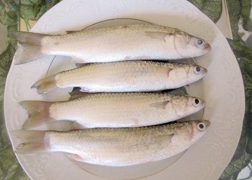 Cá đối
