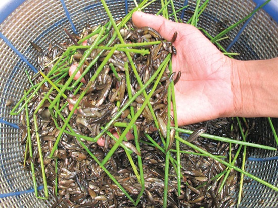 Cá lia thia đi xúc từ đồng bưng về. Ảnh: Ngữ Yên