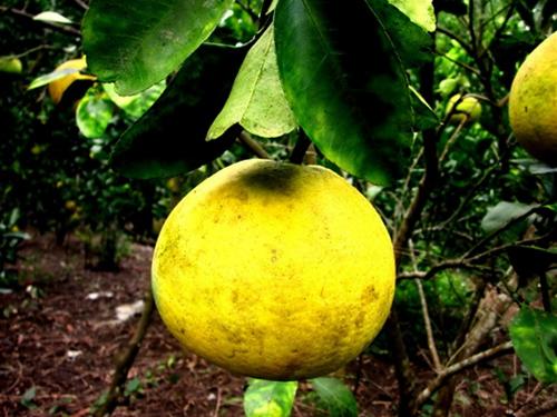 Bưởi Diễn thường được dùng để thờ cúng tổ tiên - Ảnh: Thảo Nga