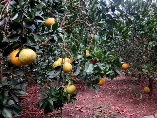 Bưởi Diễn luôn đắt hàng - Ảnh: Thảo Nga
