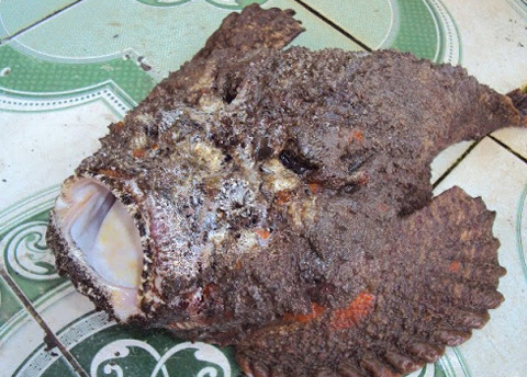 Cá mặt quỷ