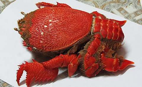 Cua huỳnh đế