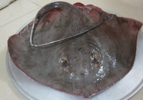 Cá đuối