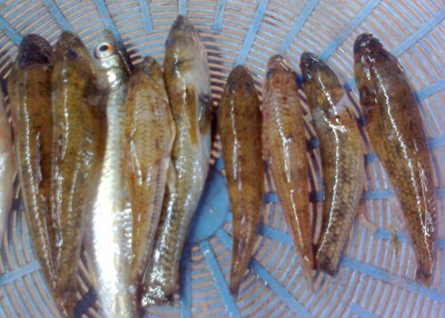 Cá bống cát sông Trà.