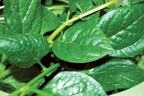 Mồng tơi