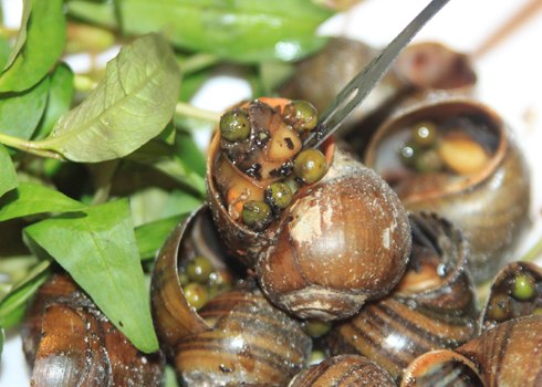 Vị cay nồng của tiêu xanh làm tăng thêm hương vị cho món ăn này. Ảnh: K.H.