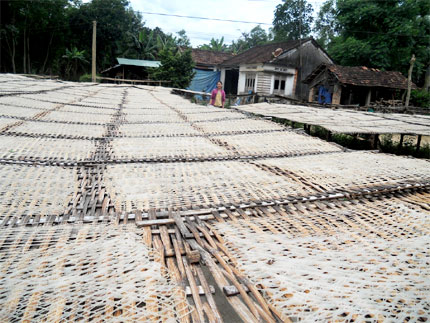 Những vỉ phở sắn được phơi trên dưới nắng.