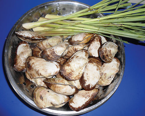 Sò lông biển ngon lạ