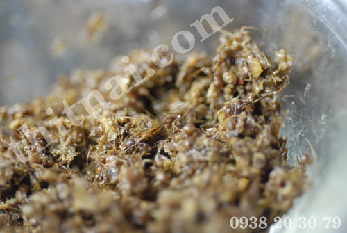 Muối kiến rất ngon và bổ