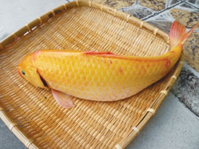 Chép giòn lai khá giống cá chép.