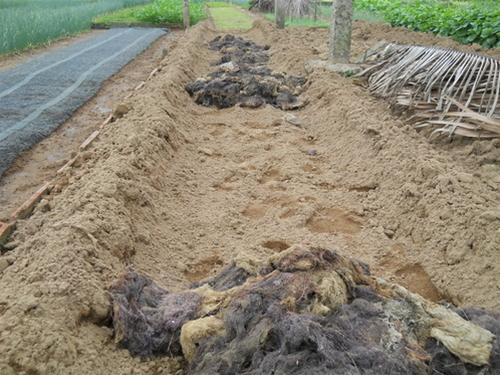 Rong là nguyên liệu để bón phân cho rau Trà Quế - Ảnh: T.Ly