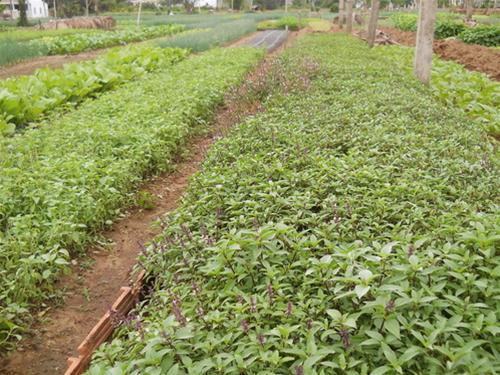 Những luống rau xanh ngát - Ảnh: T.Ly