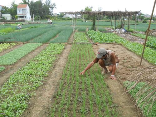 Người nông dân Trà Quế hằng ngày cần mẫn chăm sóc các luống rau - Ảnh: T.Ly