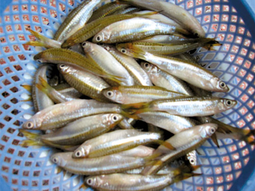 Cá lòng tong