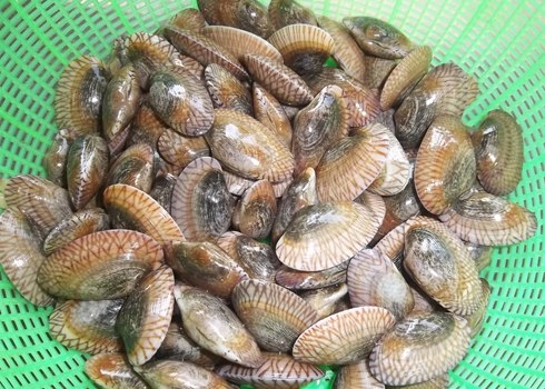 Chem chép còn tươi sống mới có vị cho thịt ngọt và không bị mùi hôi. Ảnh: P.T.