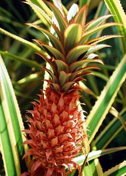 Dứa Tam Dương