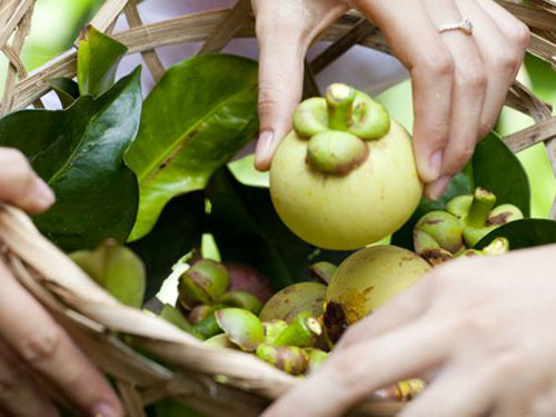Măng cụt để làm gỏi phải là những trái măng cụt còn sống 