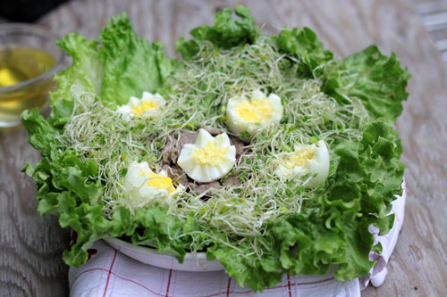 Salad rau mầm