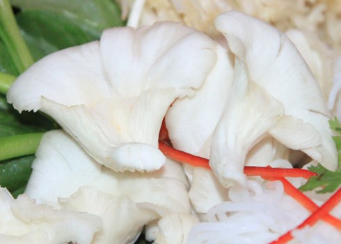 Nấm bào ngư.